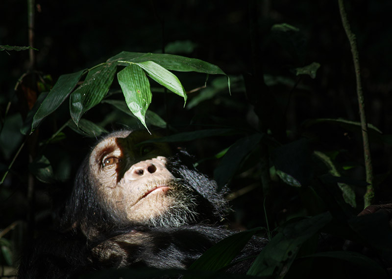 post-laura-cano-chimpance-mobile