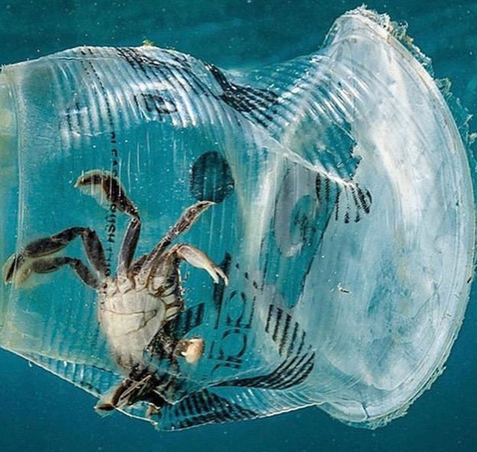 Crab inside plastic cup in the sea.