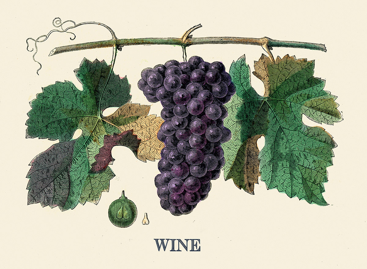 Ilustración con uvas y hojas de viñedo.